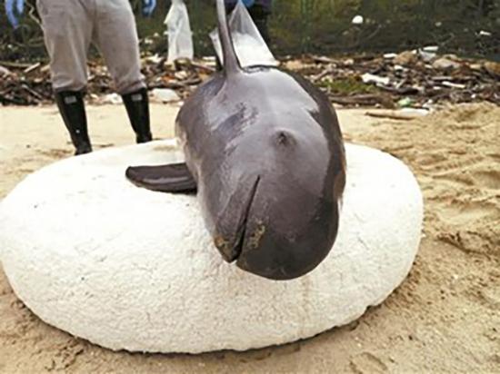 3月10日在桔钓沙被发现的死亡江豚已怀有身孕。深圳晚报 图