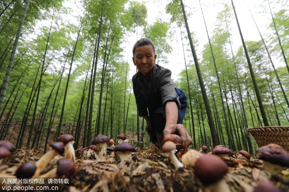 贵州赤水：林下套种菌 节地促增收